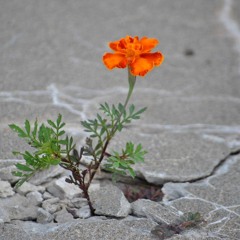 Witz Mix 020: Dancing On Pavement