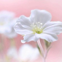 أَتَىٰ أَمْرُ اللَّهِ فَلَا تَسْتَعْجِلُوهُ ۚ  | سورة النحل 💗 محمد عمران