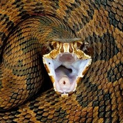 Cottonmouth
