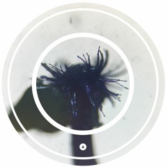 October & Borai - Fatal Rumba
