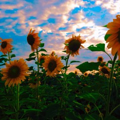 sunflowers (prod. LORDFUBU)
