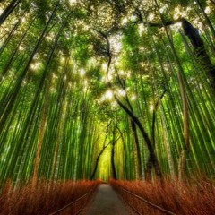 Bamboo Forest