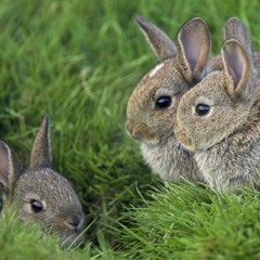 Muinasjutt kolmest jänesepojast