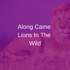 Along Came Lions In The Wild