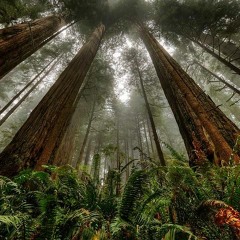 Sheltering Branch - Phelps - 3