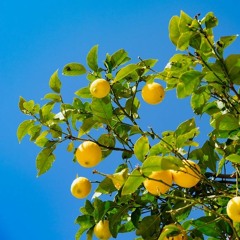 Super Lemon Citrus Pt 1 (Feat.MONCH. Prod.LCS)