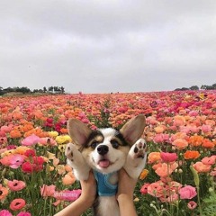 happi teims