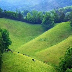 Rolling Hills