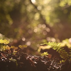 Beneath The Leaves (naviarhaiku273)