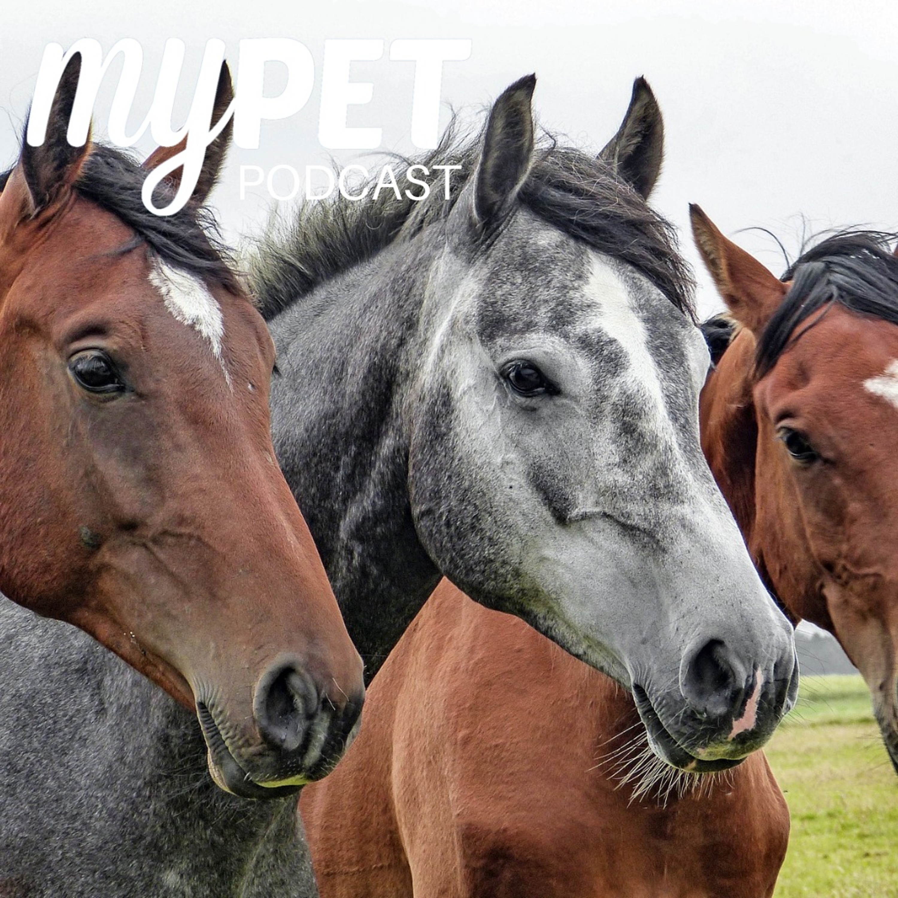 Equine Sarcoids, the most common skin tumour in horses episode artwork
