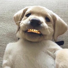 im not kappin (prod Obi)