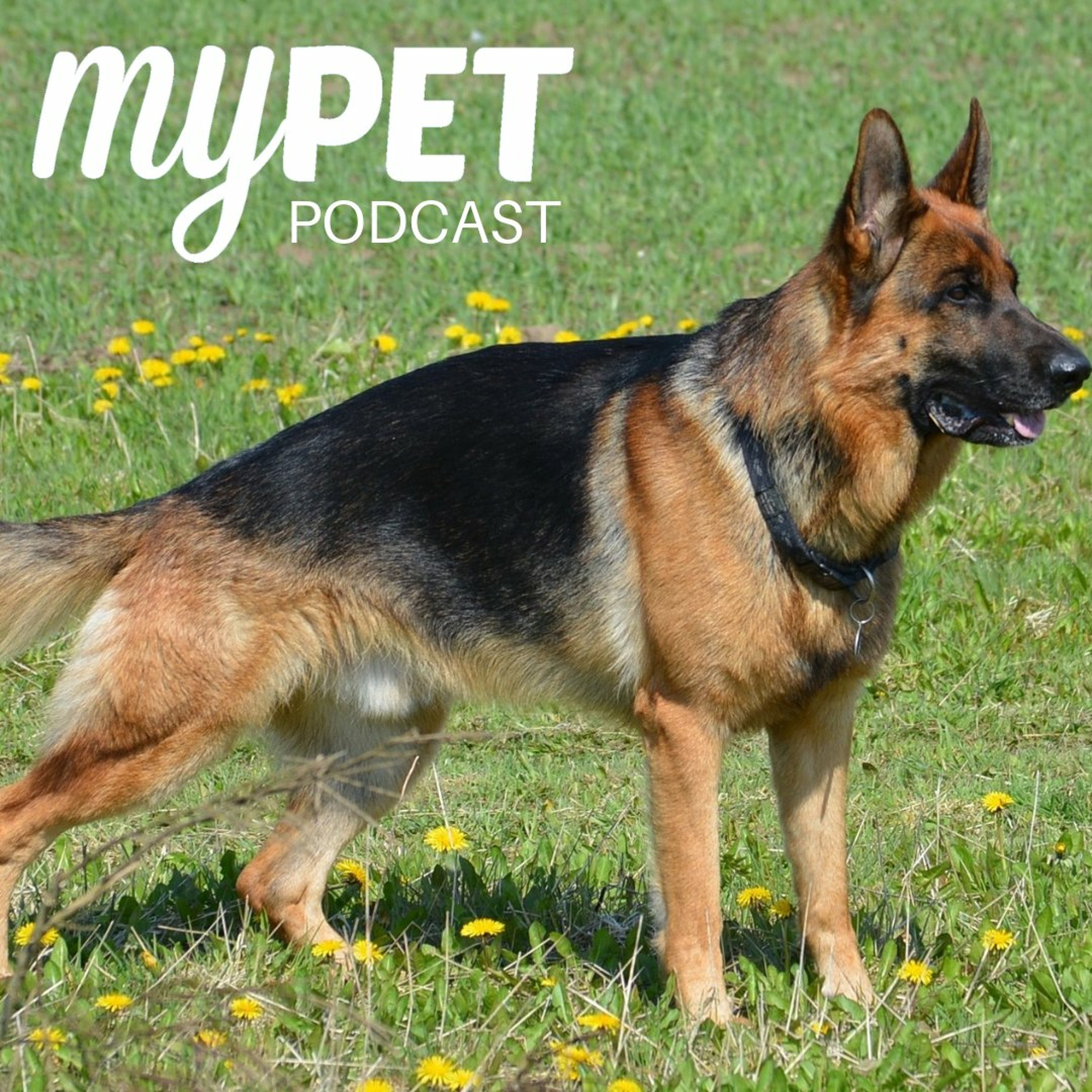 Hip Dysplasia; A crippling condition