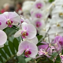 Howl (Ft. Terell Falwell)