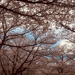【2hours DTM】Hanami with hiki