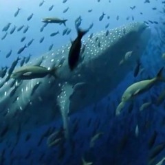 Hans Zimmer & Radiohead- Ocean's Bloom (Orbin Bootleg)