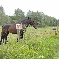 Confluent: River of Words