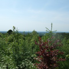 Bring Me Sunshine...