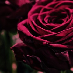 Velvet Roses