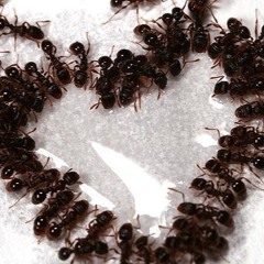 Ants in the cum