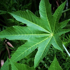 Tijuana Brass Singalong (Castor Oil Plant)