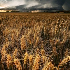 Wandile - Morning Spark (Wolford Heifer's Morning Dub).mp3