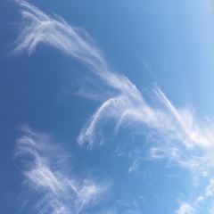 PJS - Floatbirddrop