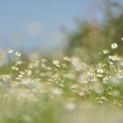 Spring Meadow