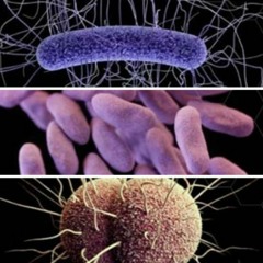 Upper Respiratory Infections & The Role of Antimicrobials