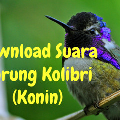 Kolibri Gacor Isian Cililin Dan Kenari