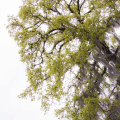 "Just Friends" ft RACCLE$$ (Prod. JayRTee)