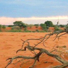Soundtrack: Kalahari (Documentary)