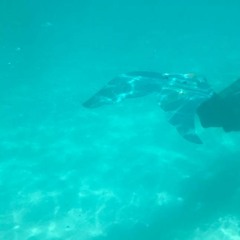 Nuria Edwards - Blau (original)