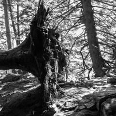 Mindfulness: Connection or Disconnection?
