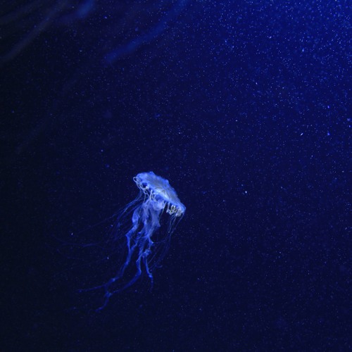 Secrets of the Deep