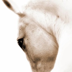 White horse (cover)