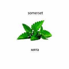 Somerset - Мята