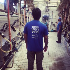 #8 השפעת החולב על התנהגות הפרה