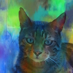 Where Is My Mind? (The Pixies) Acoustic cover