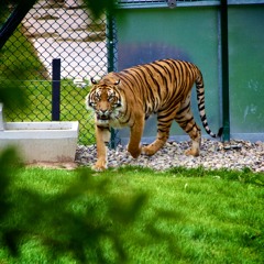 TigerIntheZoo