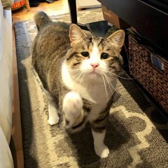 Kid Bloom - Hazy Miss Daisy