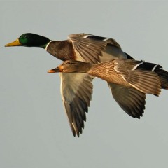 Mallard Duck (live at On Air Fest with Ashley C. Ford)