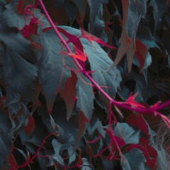 Experimental