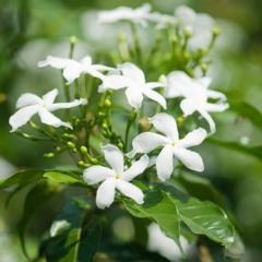 Hoa Nhài (茉莉花) - Hoắc Tôn ( 霍尊)  ,Vương Dịch Trình