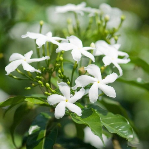 Hoa Nhài (茉莉花) - Hoắc Tôn ( 霍尊)  ,Vương Dịch Trình