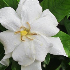 Dj Williams🌴Enjoy your weekend🌴