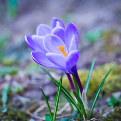 The Growing Edge Episode 9 - From Frozen to Fallow to Flowering
