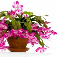 Christmas Cactus Violin Solo