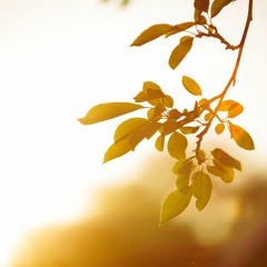Daylight
