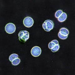 Microbiopics