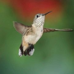 Im In New York Extended Realese